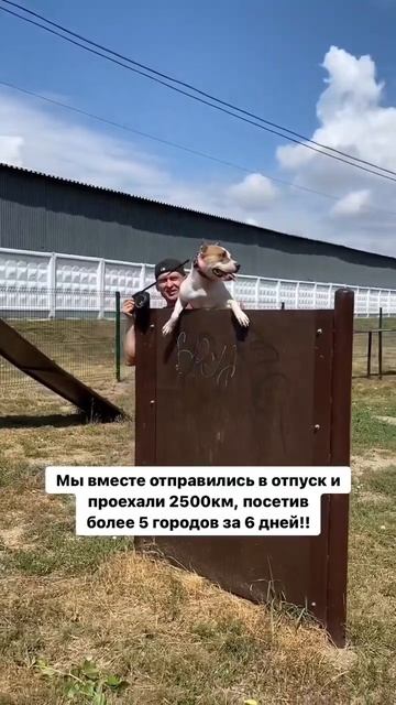 Амстафф в отпуске #shortvideo #shorts #amstaff #стаффорд #амстафф #pitbull смотреть онлайн