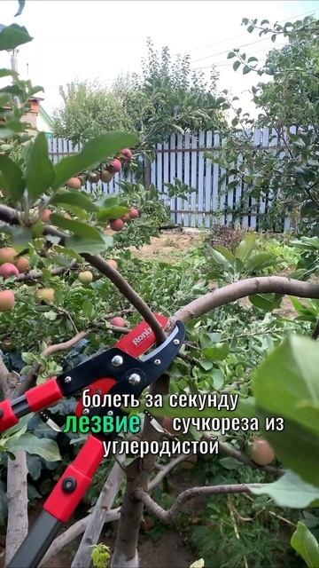 #обрезкадеревьев #обрезкасада #сад #сучкорез #выборсуч смотреть онлайн