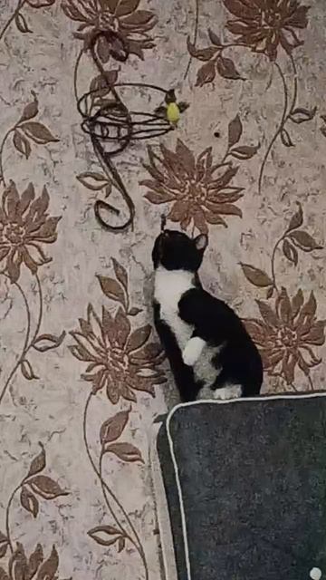 Котейка мамы смотреть онлайн