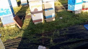 9 мая 2025г. "спецназ" перед акацией, ждем погоду,