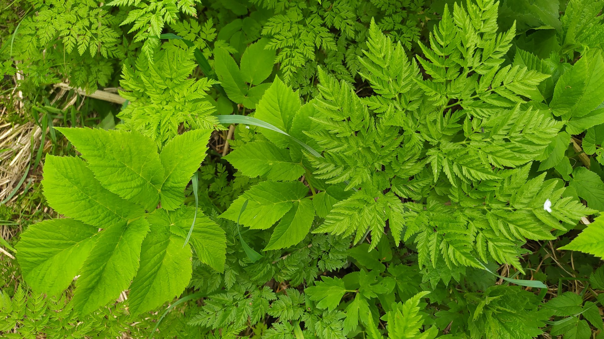Как выглядит СНЫТЬ обыкновенная