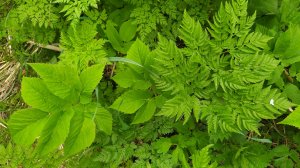 Как выглядит СНЫТЬ обыкновенная