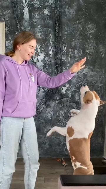 Стаффорд Юми - супер пес #shortvideo #amstaff #staff #стаффорд #стаффордширскийтерьер #амстафф смотреть онлайн