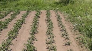 Окучиваю картошку с помощью триммера.
