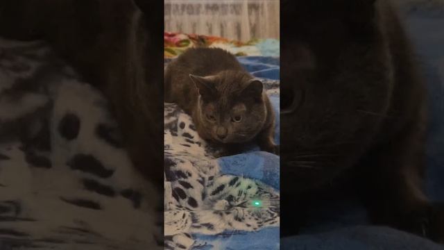 17-ти летний Дымка и зелёная точка 23.09.2024 смотреть онлайн