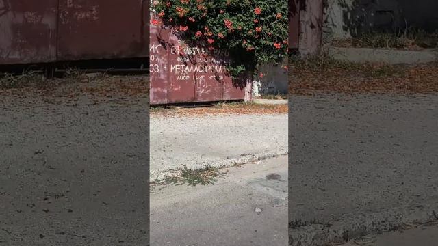 Stihl fs 250. Как косит профессиональная мотокросс в Херсон смотреть онлайн