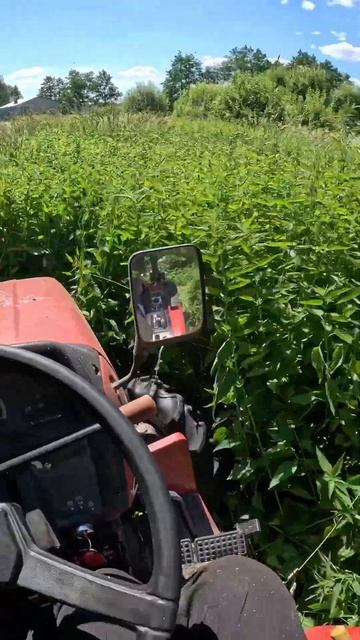 Минитрактор с мульчером#японский#покостравы смотреть онлайн