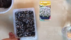 Тысячелистник махровый Посев на рассаду 🌺