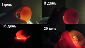 Этапы развития гусей. Инкубация гусиных яиц.Овоскопирование