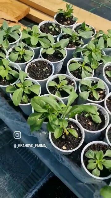 теплица #plastenik #farming #poljoprivreda #agriculture #урал смотреть онлайн