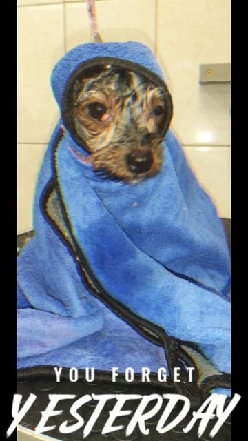 Йорк. Исправляем последствия ✂️домашней стрижки, хозяевами)🐩