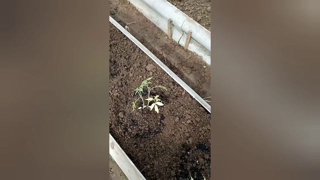 Скоро будут помидорки