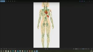 Зайцева Лариса.
Лимфатич. система