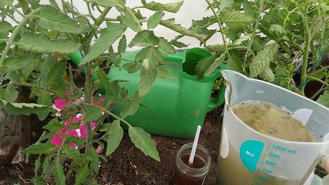 САМАЯ ПЕРВАЯ ПОДКОРМКА ТОМАТОВ ПОСЛЕ ВЫСАДКИ В ТЕПЛИЦУ, ЛИБО В ОТКРЫТЫЙ ГРУНТ! смотреть онлайн