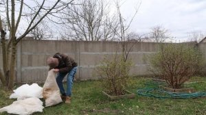 Как защитить КУСТЫ и ДЕРЕВЬЯ от заморозков во время их