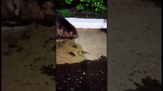 осторожно БОБЁР! смотреть онлайн