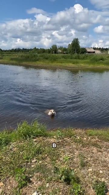 Хотел завести собаку #shortvideo #amstaff #pitbull #стаффорд #staff #собака #амстафф смотреть онлайн