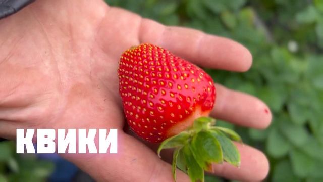 Первый вкус клубники в 2023 году смотреть онлайн