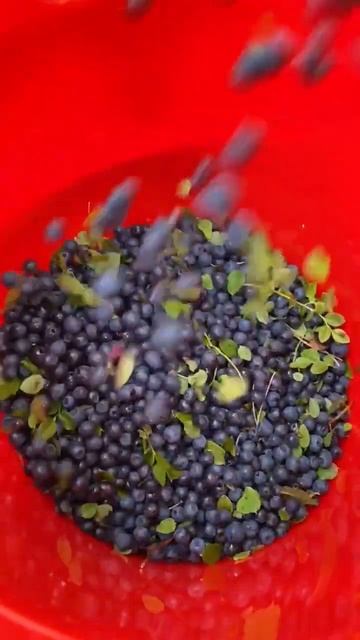 Ягодный сезон открыт #shorts #shortvideo #subscribe смотреть онлайн