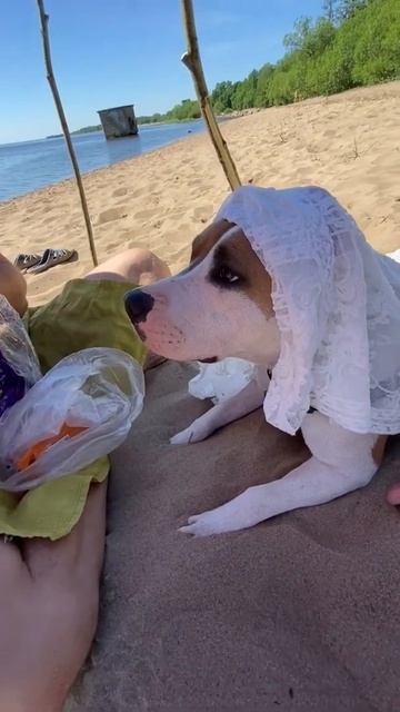 Вечно голодный Амстафф #shorts #staff #amstaff смотреть онлайн