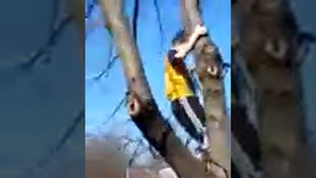 Мальчик спускается с дерева смотреть онлайн