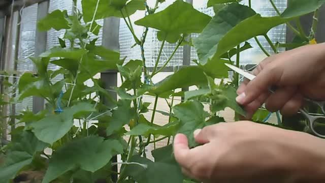 КОГДА ДЕЛАТЬ ПРИЩИПКУ У ОГУРЦОВ. КОГДА И ЗАЧЕМ ПРИЩИПЫВАТЬ ОГУРЧИКИ смотреть онлайн
