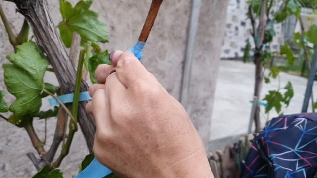 Весенняя прививка винограда чёрным в зелёное 2025