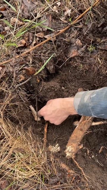 МОНЕТА ВРОСЛА В КОРЕНЬ #металлоискатель#equinox#коп#монет смотреть онлайн