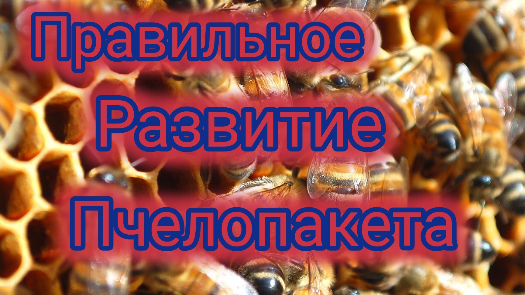 Правильное развитие пчелопакета смотреть онлайн