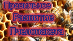 Правильное развитие пчелопакета