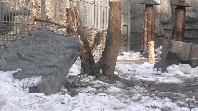 Новая тигрица Уссури дружелюбно относится к Максимус?