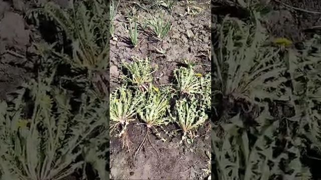 цветочки смотреть онлайн