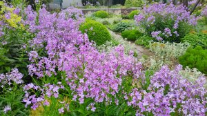 Розы подрастают, вечерница благоухает, поросль у хеномелеса. Южный сад 10.05.2025 г. Пятигорск.