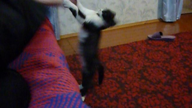 Барсик 22 июня 2011 г