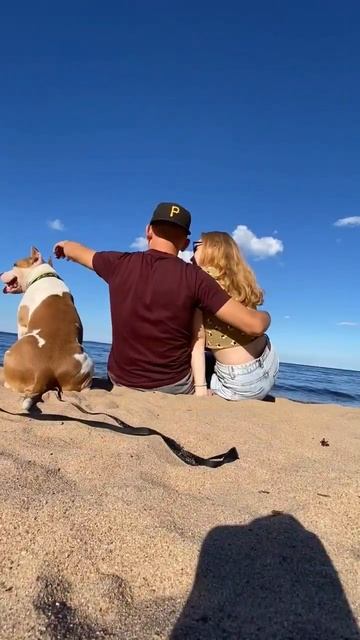 Стаффорд мой друг #shorts #staff #amstaff #shortvideo #subscribe смотреть онлайн