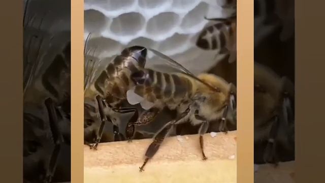 Выделения воска с пчел смотреть онлайн