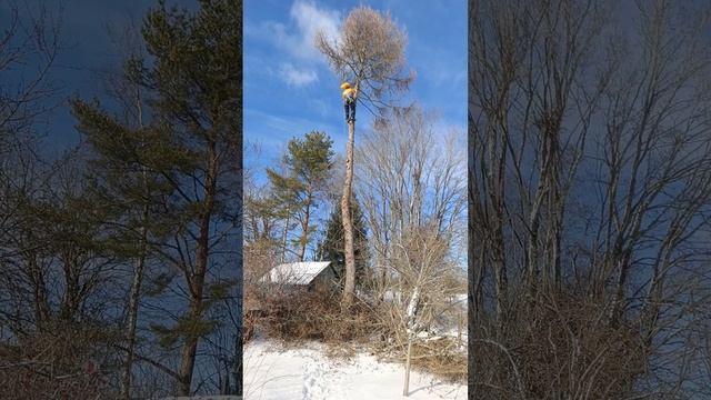 Начало сезона #echo #stihl #арбористика смотреть онлайн