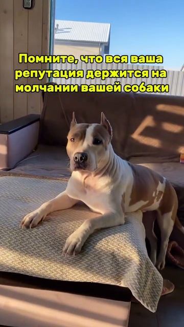 She knows #shortvideo #собака #staff #прикол #юмор #смешныеживотные #стаффорд #стаффбуль смотреть онлайн