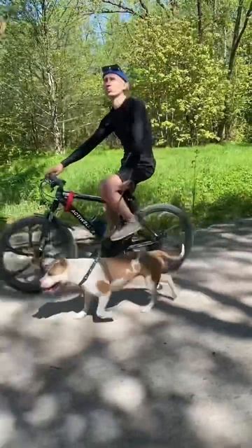 Активный стаффорд #shortvideo #собака #staff #юмор #стаффорд #стаффордширскийтерьер #pets #puppy смотреть онлайн