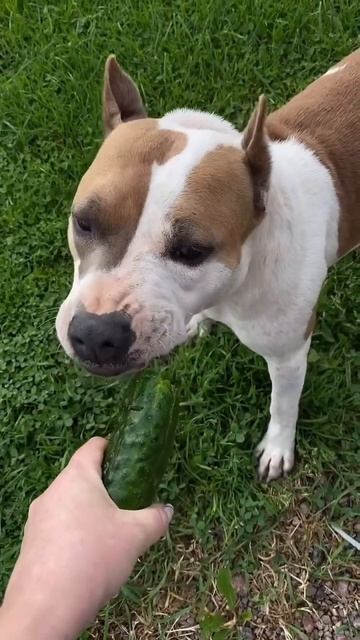 Настоящая любовь #pets #собака #staffy #shortvideo #staff #животные #staffie #собаки #staffylovers смотреть онлайн