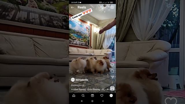 щенки померанского шпица☎ 89931200386