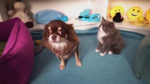 НИ КОШКА, НИ МОНСТР? 🤔 ПОИСК СЕБЯ СРЕДИ СТРАННЫХ СУЩЕСТВ