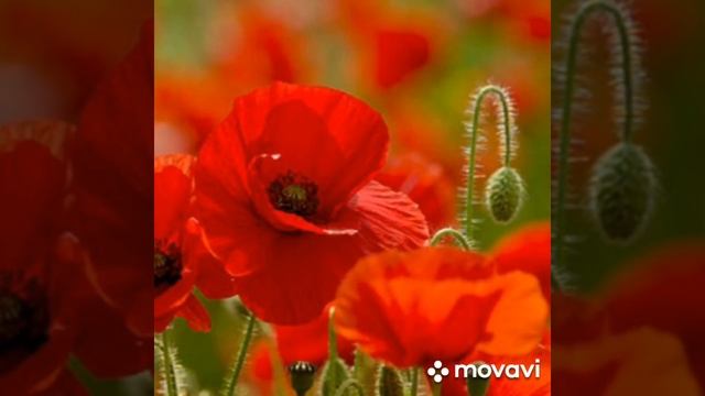 Мне во многое хочется верить.... Алёна Разгоняева смотреть онлайн