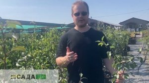 Все о сорте груши сорт Елена