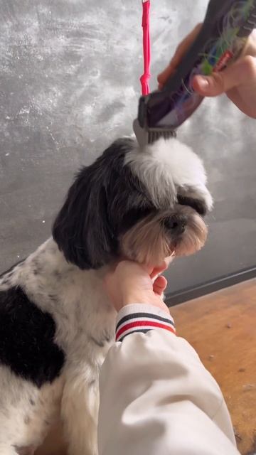 Стрижка ши-тцу Арчи 🥰 груминг шитцу #шитцу#груминг#dogs