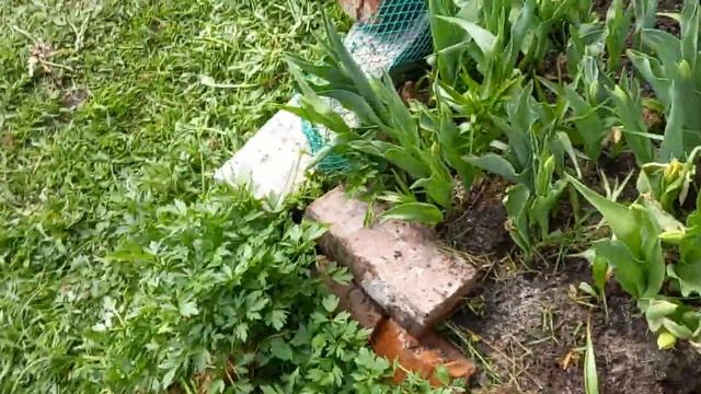 Электроножницы в действии,супер вещь!!!21.05.24г. смотреть онлайн