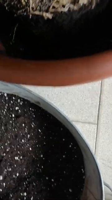 продолжение... пересадка розы смотреть онлайн