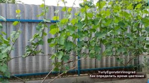 🍇 Как ТОЧНО ОПРЕДЕЛИТЬ когда начнет ЦВЕСТИ ВИНОГРАД ?