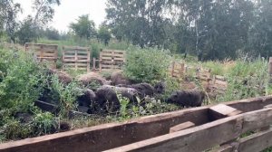 Приучились ли СВИНЬИ к ЭЛЕКТРОПАСТУХУ? Часть 2.