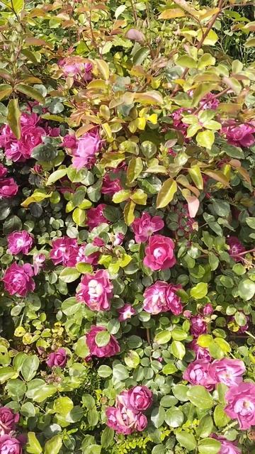 прекрасная музыкой. смотреть онлайн